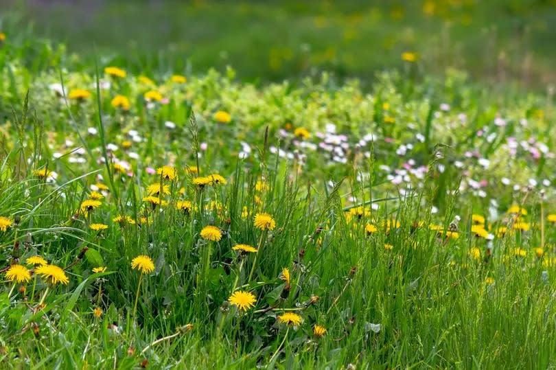 Long grass with flowers in a garden (Butterfly Conservation/PA)