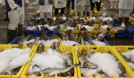 Fish buyers stand next to boxes of cod during the daily auction at the fish market in Grimsby, Britain November 17, 2015. REUTERS/Phil Noble