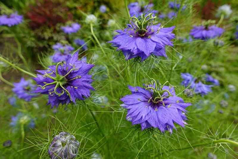 Nigella damascena, love-in-a-mist, or devil in the bush, is an annual garden flowering plant, belonging to the buttercup family Ranunculaceae.