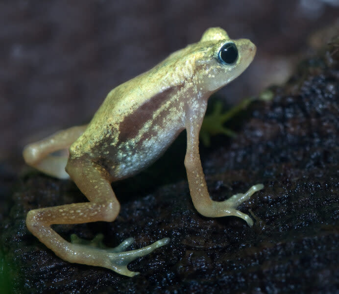 Kihansi spray toad. Photo: Shutterstock