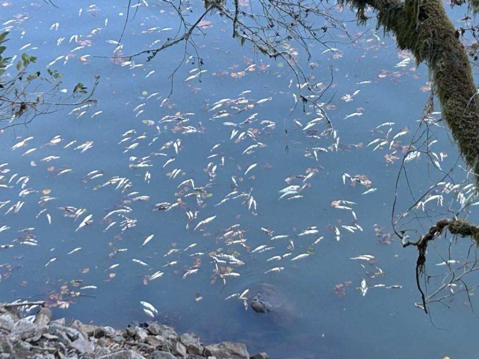 Tens of thousands of kokanee salmon died at Foster Reservoir near Sweet Home.