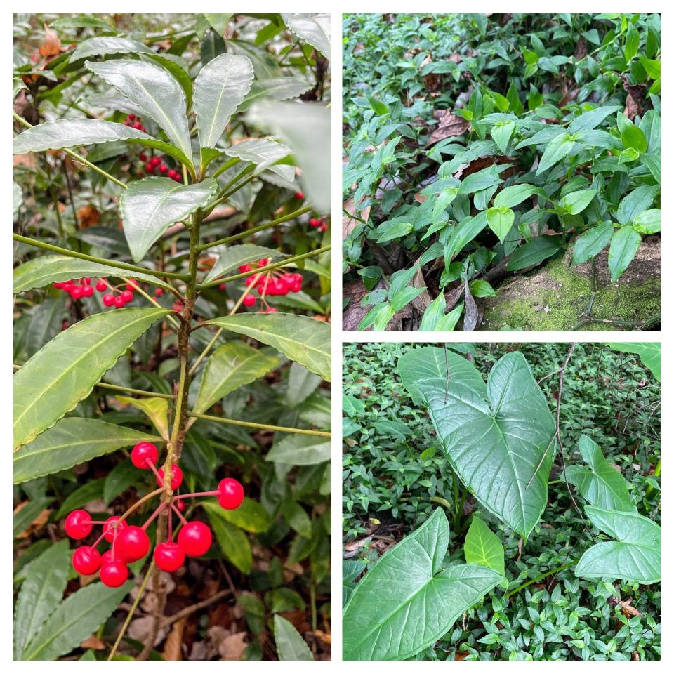 Coral ardisia (Ardisia crenata), small-leaf spiderwort (Tradescantia fluminensis), and elephant ear (Xanthosoma sagittifolium) have taken over this streamside trail.