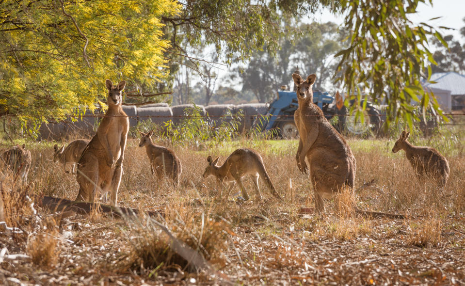 A paddock full of kangaroos. Source: Getty