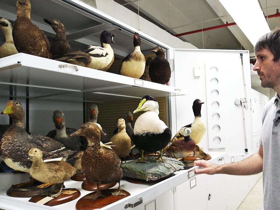 Museum specialist Jacob Saucier showing drawers of mounted ducks.
