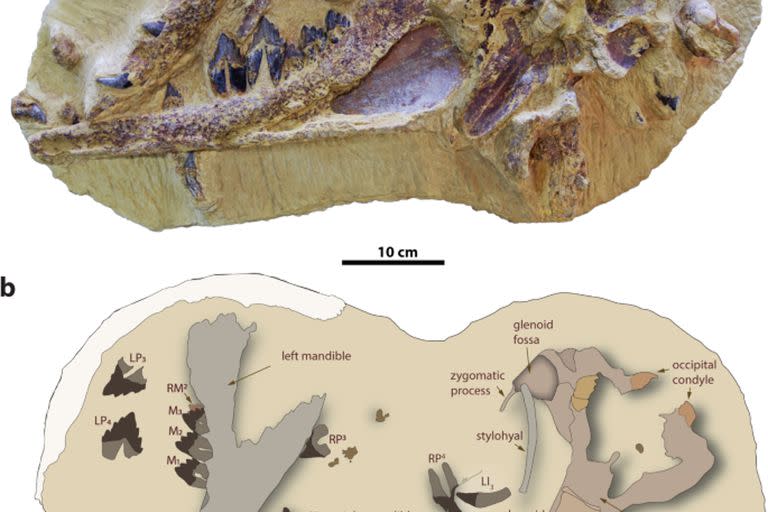 “Tutcetus rayanensis”: Descubren en el desierto egipcio una nueva especie de ballena que vivió hace 41 millones de años