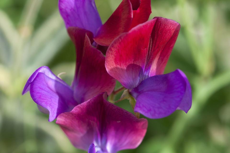 7) Sweet peas