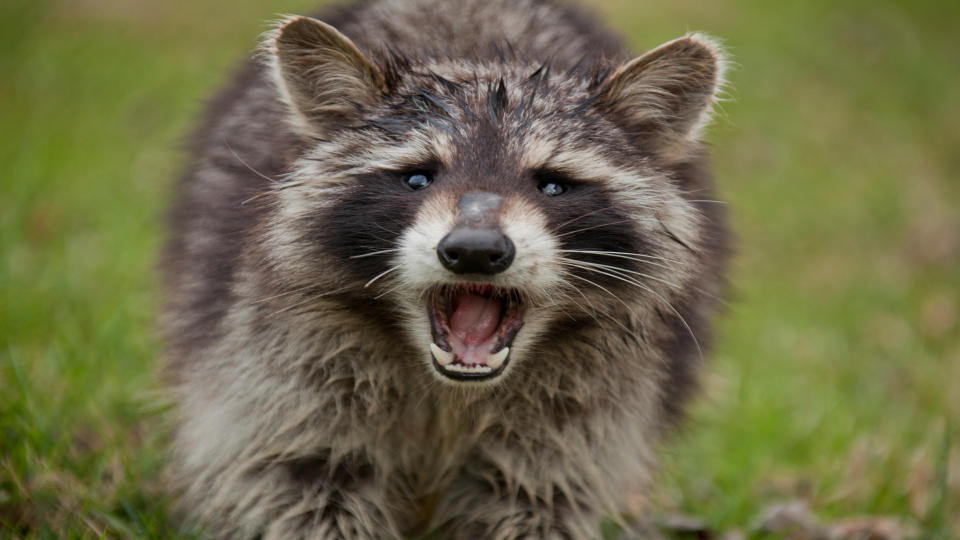 Raccoon