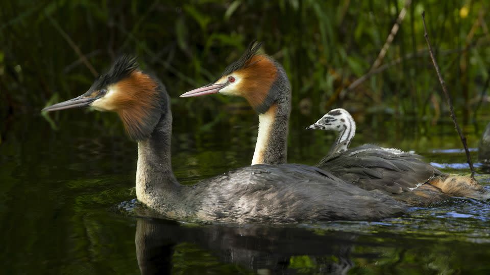 This 2022 photo supplied by the Royal Forest and Bird Protection Society shows puteketeke at Lake Ellesmere, south of Christchurch in New Zealand. - Peter Foulds/Royal Forest and Bird Protection Society/AP