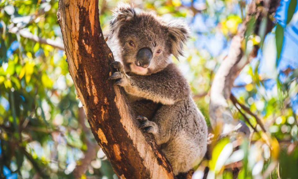 A koala in a eucalyptus tree]