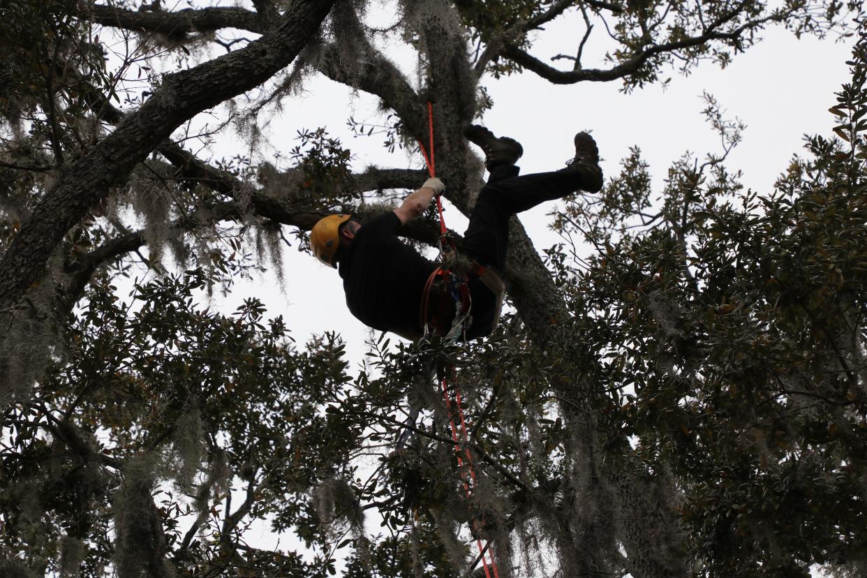 A member of the nonprofit Archangel Ancient Tree Archive climbing "Big Tree," a more than 400-year-old southern live oak in Orlando, Fla., in order to take samples and eventually clone the massive tree and have it replanted in its native environment.