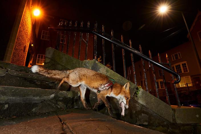 Wildlife Photographer of the Year People’s Choice Award Shortlist - A fox's tale by Simon Withyman, UK