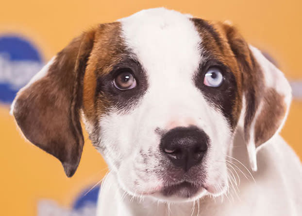 Masquerade, a 13-week-old Catahoula leopard dog mix, walked the runway of New York City's Fashion Week. (Photo by Keith Barraclough/DCL)