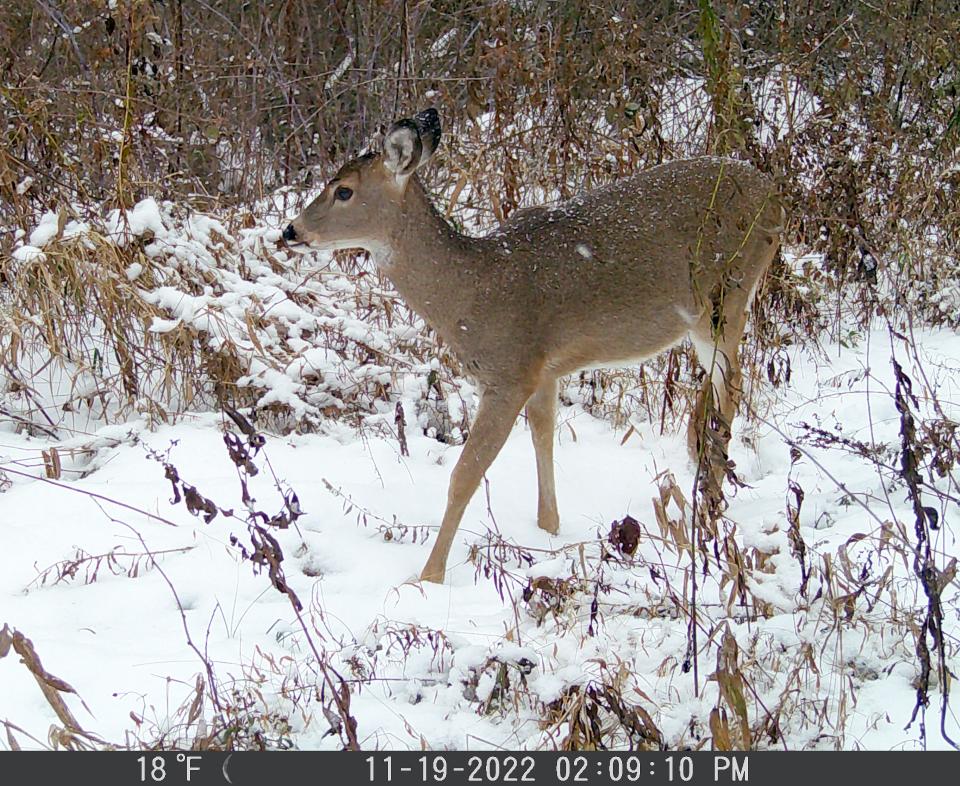 A young doe walks near a trail camera Nov. 19 in Somerset County. Pennsylvania ranks first in the nation for vehicle accident claims involving animals.