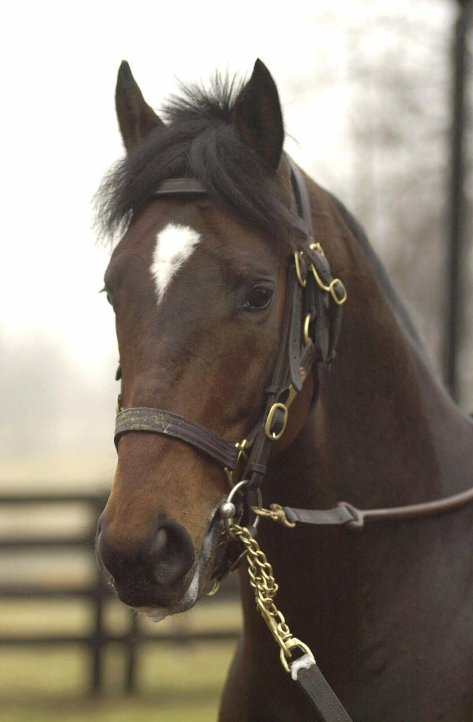 FILE - Fusaichi Pegasus is seen Feb 14, 2001, during his first day at stud on the Ashford Stud near Versailles, Ky. Fusaichi Pegasus, the 2000 Kentucky Derby winner, has died. He was 26. He was euthanized Tuesday, May 23, 2023, at Ashford Stud due to the infirmities of old age, the farm said Wednesday. (Charles Bertram/Lexington Herald-Leader via AP. File)