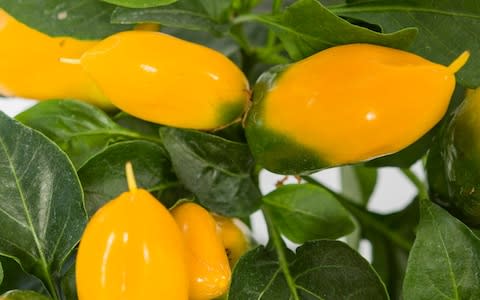 Pepper 'Lemon Dream'  - Credit: Sarah Cuttle/ RHS