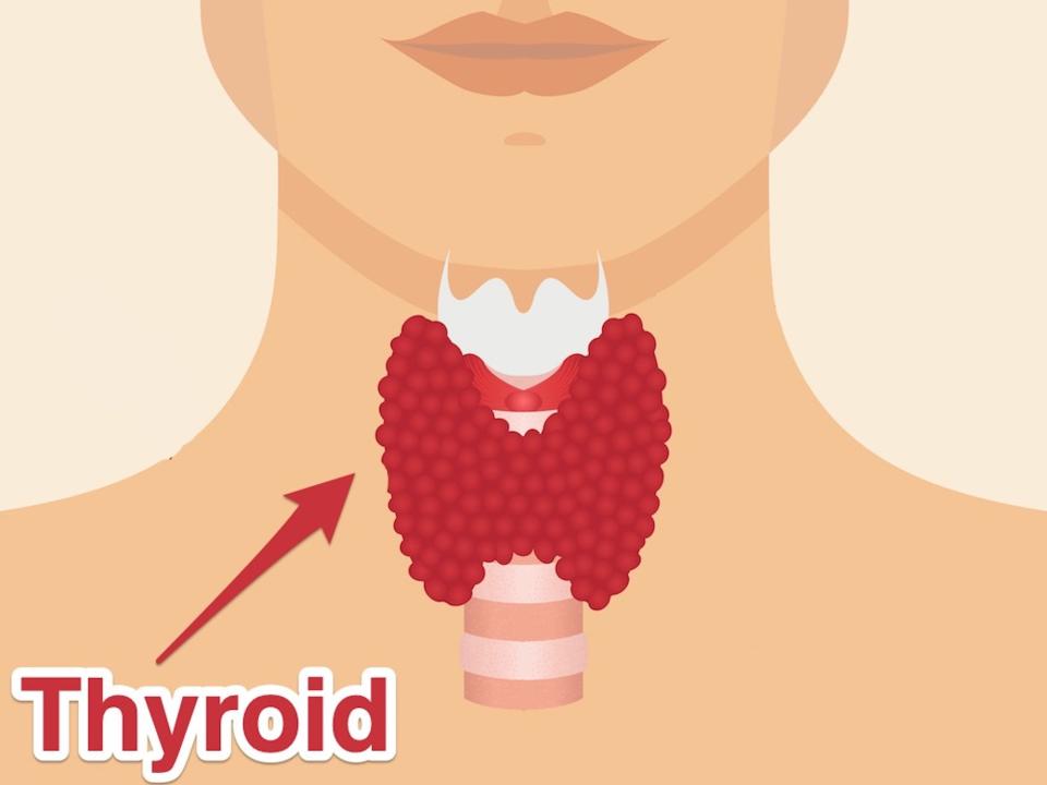An annotated sketch shows the location of the thyroid in the throat.