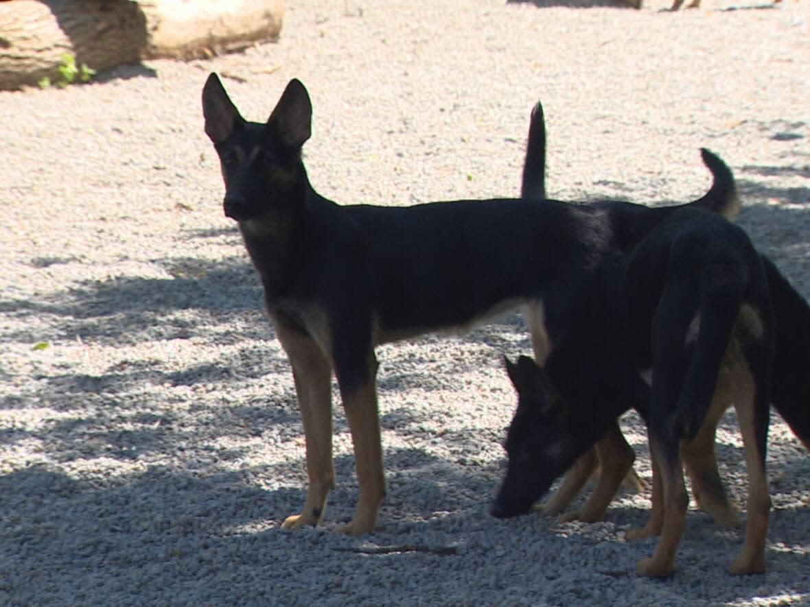 In a June 28 notice to industry, the federal agency announced that dogs from a list of about 100 countries will be banned from entering Canada as of Sept. 28. (CBC - image credit)