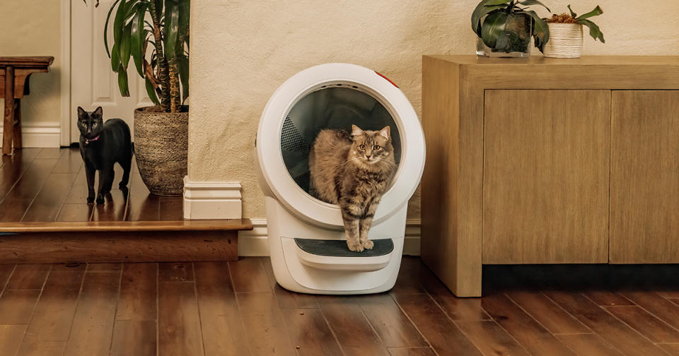 Cat exiting a modern litter box as another cat watches