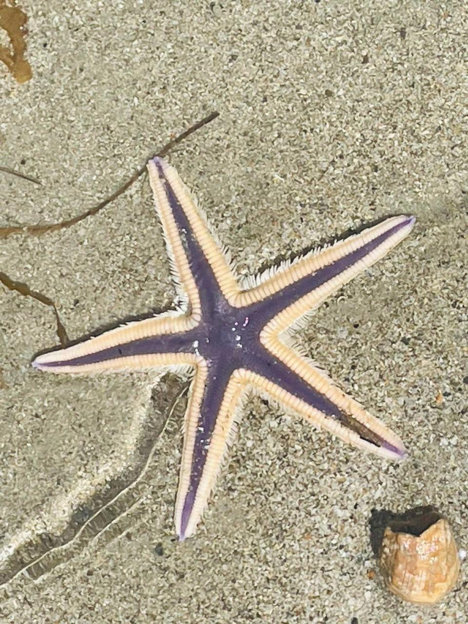 Beachcomber Laura Castro of Emerald Isle found this starfish on the beach at Bear Island, off Carteret County, following the rough seas brought by Hurricane Lee. She returned it to the ocean, but kept some special shells she found, including a lion’s paw scallop not typically found on N.C. beaches.