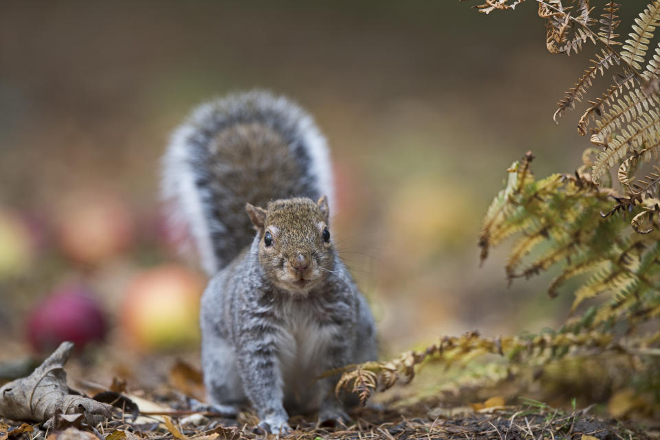 Grey squirrel, Sciurus carolinensis, Norfolk. (Photo by: David Tipling/Universal Images Group via Getty Images)