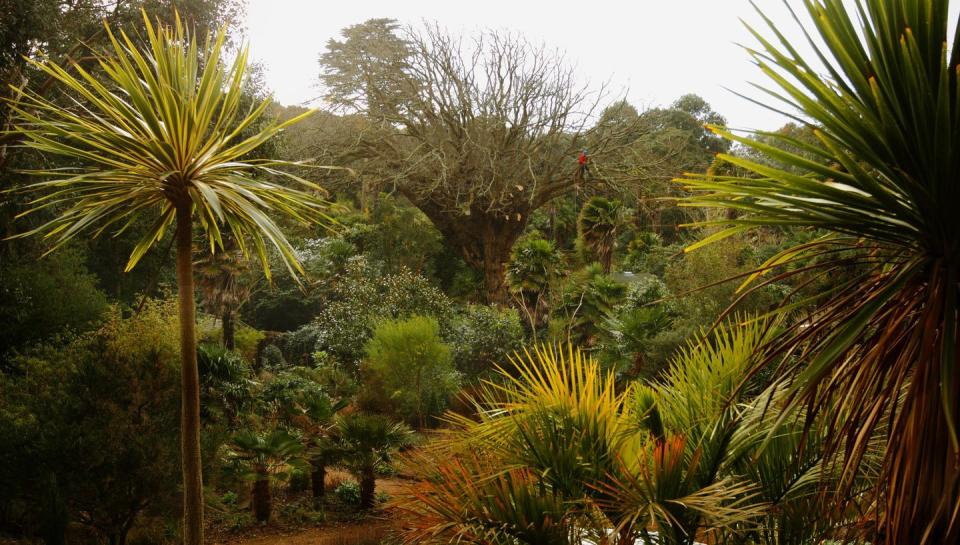 7) Abbotsbury Subtropical Gardens: Dorset, England