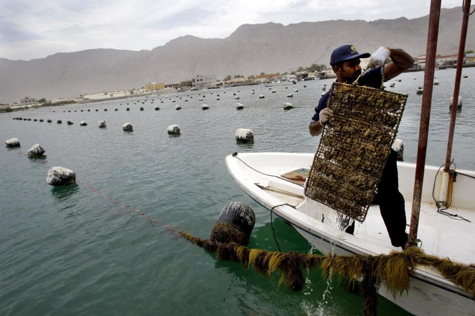 In this Wednesday, April 4, 2012 photo, a worker pulls up a net of oyster shells, that have been growing pearls in the water for almost a year, from a sea farm in Ras al-Khaimah, United Arab Emirates. Long before the discovery of oil transformed the Gulf, the region's pearl divers were a mainstay of the economy. Their way of life, however, also was changed forever after Japanese researchers learned how to grow cultured pearls in 1930s. Now a collaboration between pearl traders in Japan and the United Arab Emirates had brought oyster farming to the UAE for the first time. (AP Photo/Kamran Jebreili)