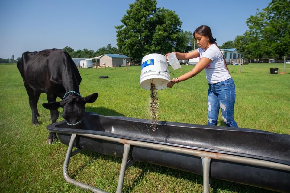 Rubi Sandoval, 15, feeds her family’s cows at her home in Chattahoochee, Florida on Wednesday, June 28, 2023. 