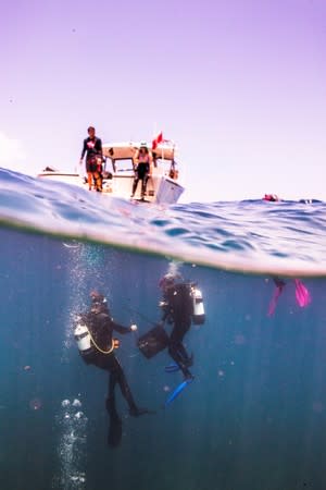 The Wider Image: The race to save the coral of the Caribbean