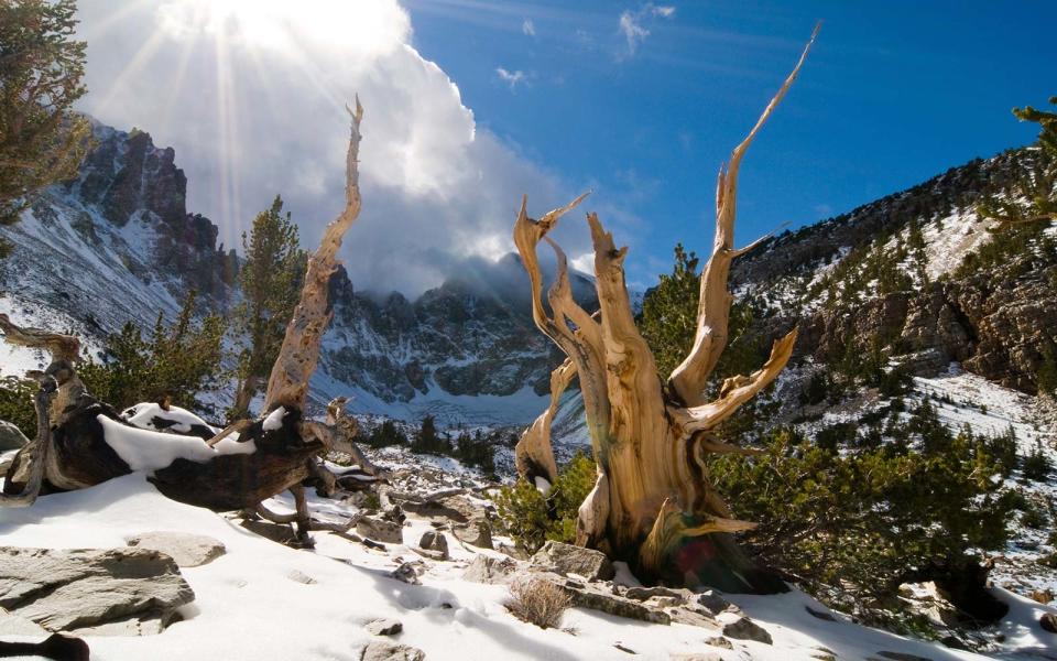 The Wheeler Peak Bristlecone Pine Grove at Great Basin National Park 