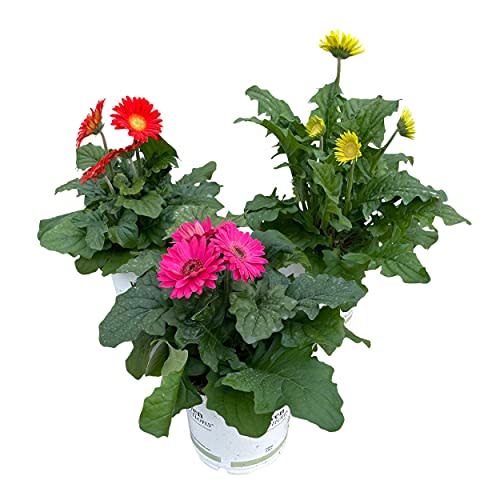 Live Flowering Gerbera Daisies - Assorted Colors (3 Per Pack) - Spring and Summer Garden Essential, 13