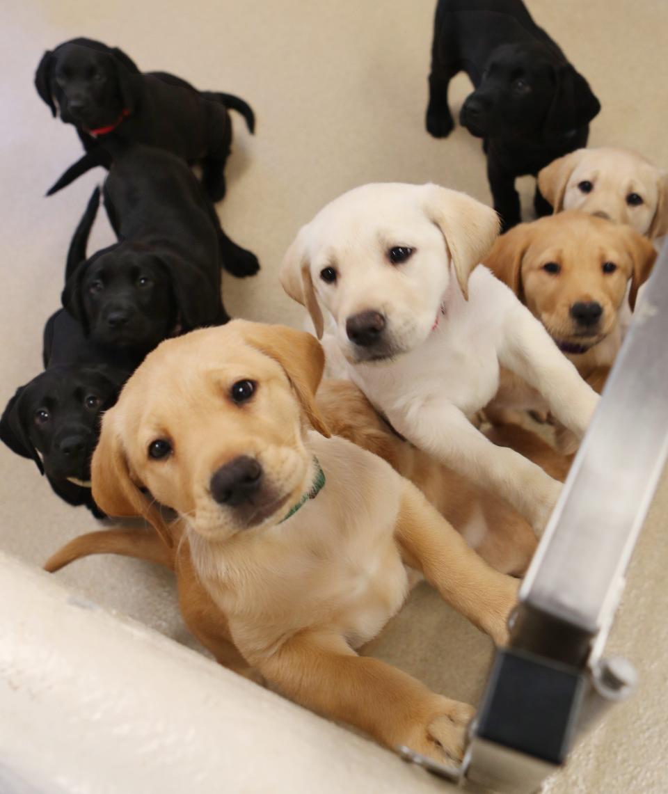 Puppies play in one of the rooms at the Guiding Eyes for the Blind Canine Development Center in Patterson, N.Y.