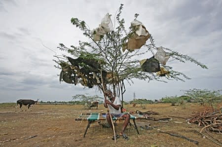 A shepherd takes rest under a tree on a dried-up lake on the outskirts of Chennai