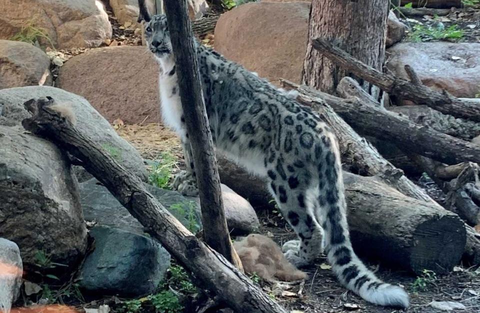 Baya the snow leopard