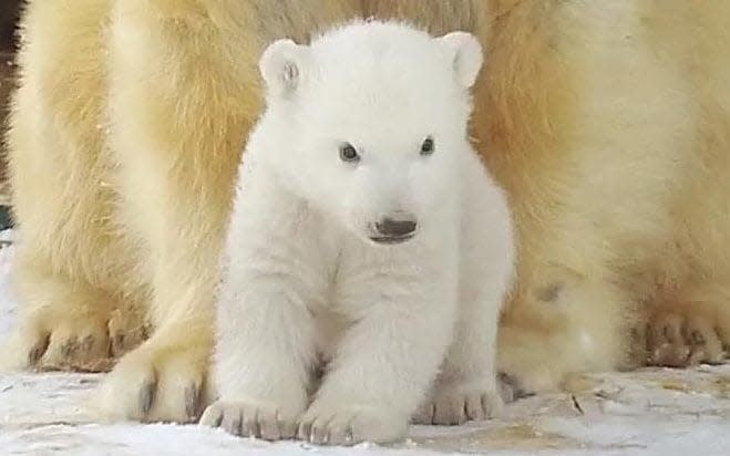 The cub which was born in December  - Channel 4/STV Productions