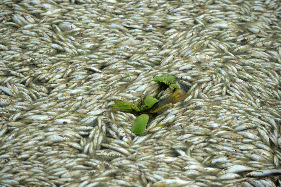 Dead fish are seen floating on the Fuhe river in Wuhan, in central China's Hubei province on September 3, 2013 after large amounts of dead fish began to be surface early the day before. (STR/AFP/Getty Images)