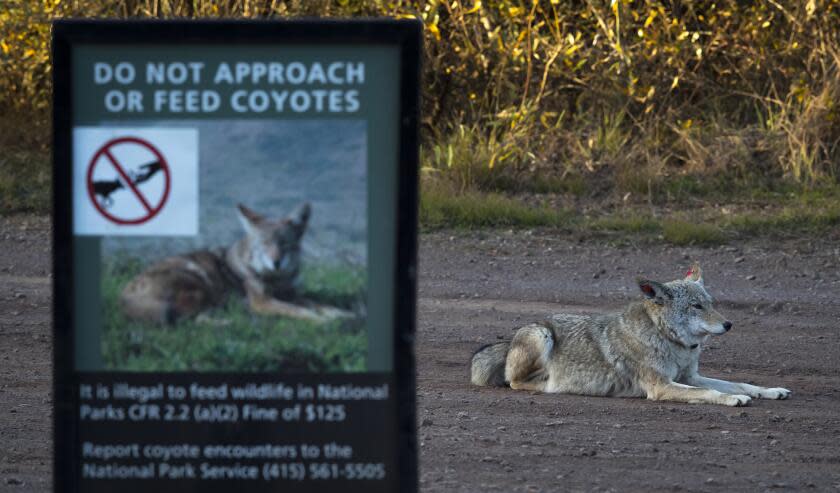 A female coyote that has been tagged and collared sits in a vehicle pullout where wildlife biologists have been conducting a study of coyotes that populate the area of the Marin Headlands in the Golden Gate National Recreation Area near Sausalito, Calif., on Tuesday, November 24, 2020. Seven local coyotes have been captured, tagged and collared so biologists can learn from their activity in the open space of the headlands.