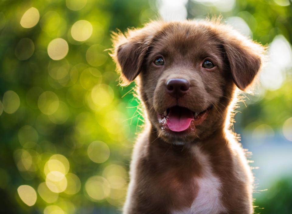 Give your dog beautiful, shiny fur with these skin and coat Omega supplements. (Source: iStock)