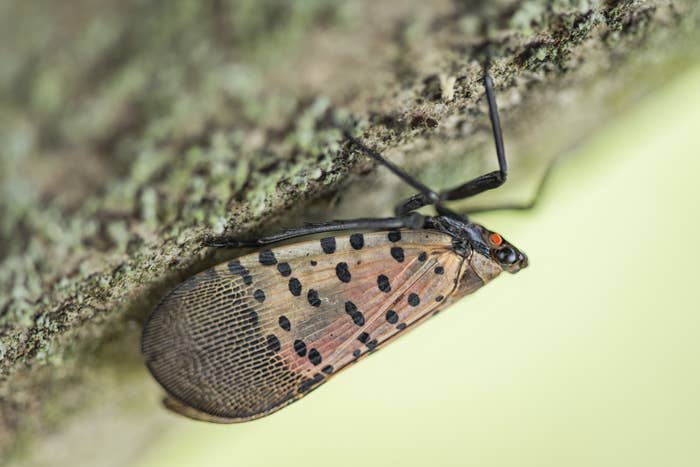 A close-up of a Spotted Lanternfly.