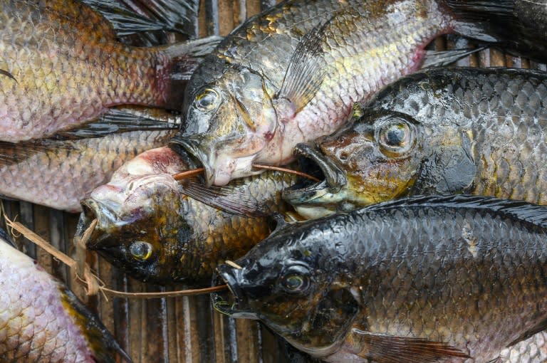 Peces tilapia, fotografiados en el mercado de la Sociedad Congoleña del Puerto y de Transporte )de Mbandaka, el 15 de abril de 2024 (Arsene Mpiana)