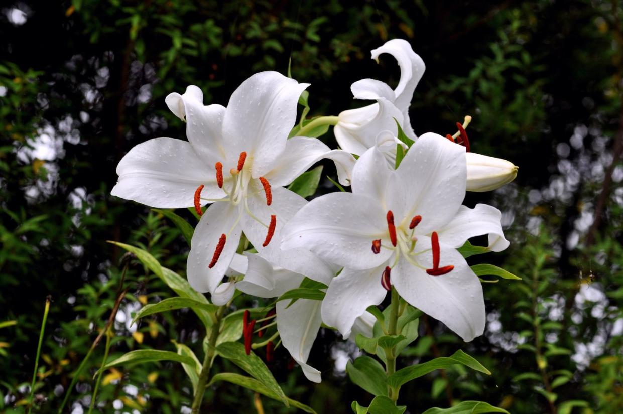 flowers that bloom at night