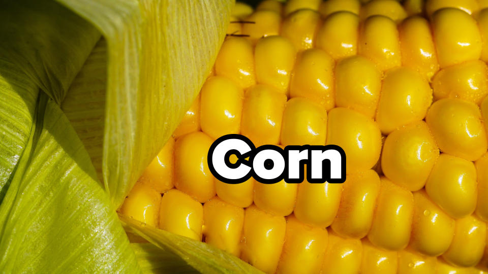 Close-up of fresh, yellow corn on the cob partially covered with green husks