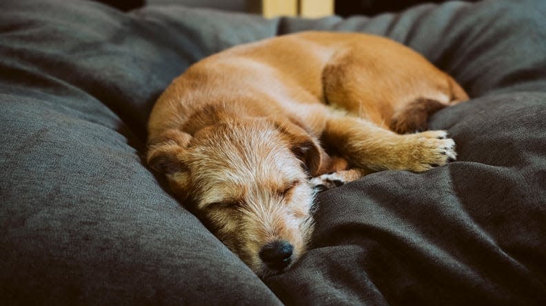 Outfit the dog crate with a comfy dog bed to create a safe space.