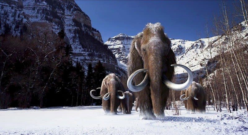 A group of woolly mammoths, the huge Ice Age mammals that lived and roamed the frigid tundra steppes of northern Asia, Europe and North America, are seen in this undated illustration provided courtesy of Giant Screen Films.    REUTERS/Courtesy of Giant Screen Films, copyright 2012 D3D Ice Age, LLC/Handout via Reuters