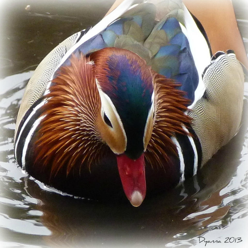 Mandarin Duck - Week 15 - "52/2013 Week 15" "Give us your best shot"