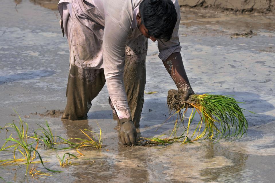 A farmer plants rice in a paddy field on the outskirts of Lahore, Pakistan, Tuesday, June 6, 2023. Experts are warning that rice production across South and Southeast Asia is likely to suffer with the world heading into an El Nino. (AP Photo/K.M. Chaudary)