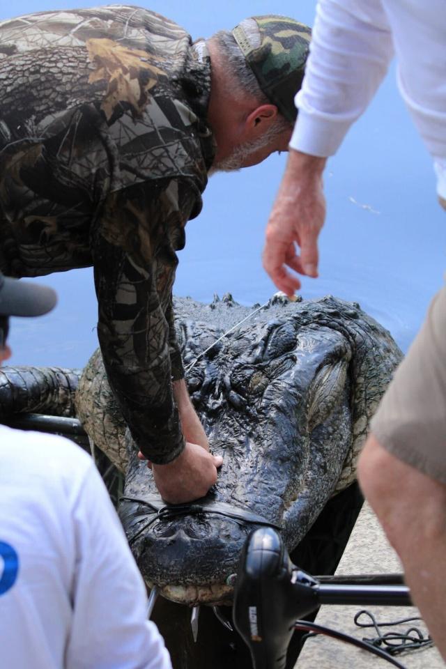 Florida Gators Baseball - Alligator Army