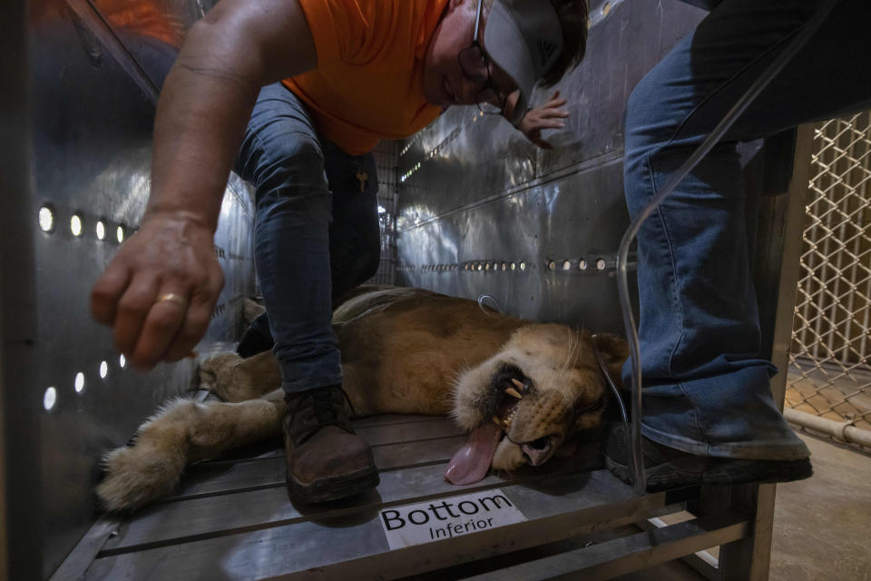 A sedated lion, housed in Puerto Rico's only zoo, is transported in a cage, in Mayaguez, Puerto Rico, Friday, April 28, 2023. Puerto Rico is closing the U.S. territory's only zoo following years of suspected negligence, a lack of resources and deaths of animals that were highlighted by activists. Most of the animals are being transferred to The Wild Animal Sanctuary in Colorado. (AP Photo/Alejandro Granadillo)