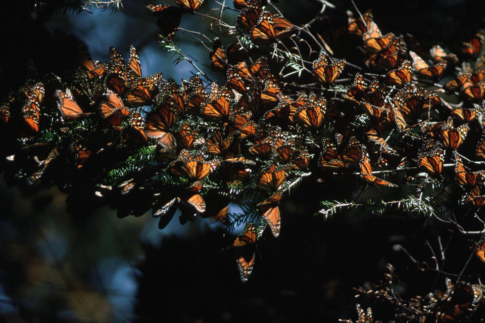 A cluster of monarch butterflies sit closely together on tree branches, displaying their intricately patterned wings