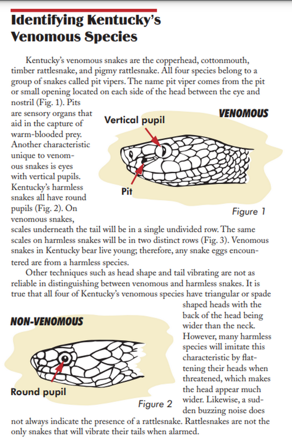 An excerpt from a guide published by the Kentucky Department of Fish and Wildlife Resources covering Kentucky’s venomous snakes.