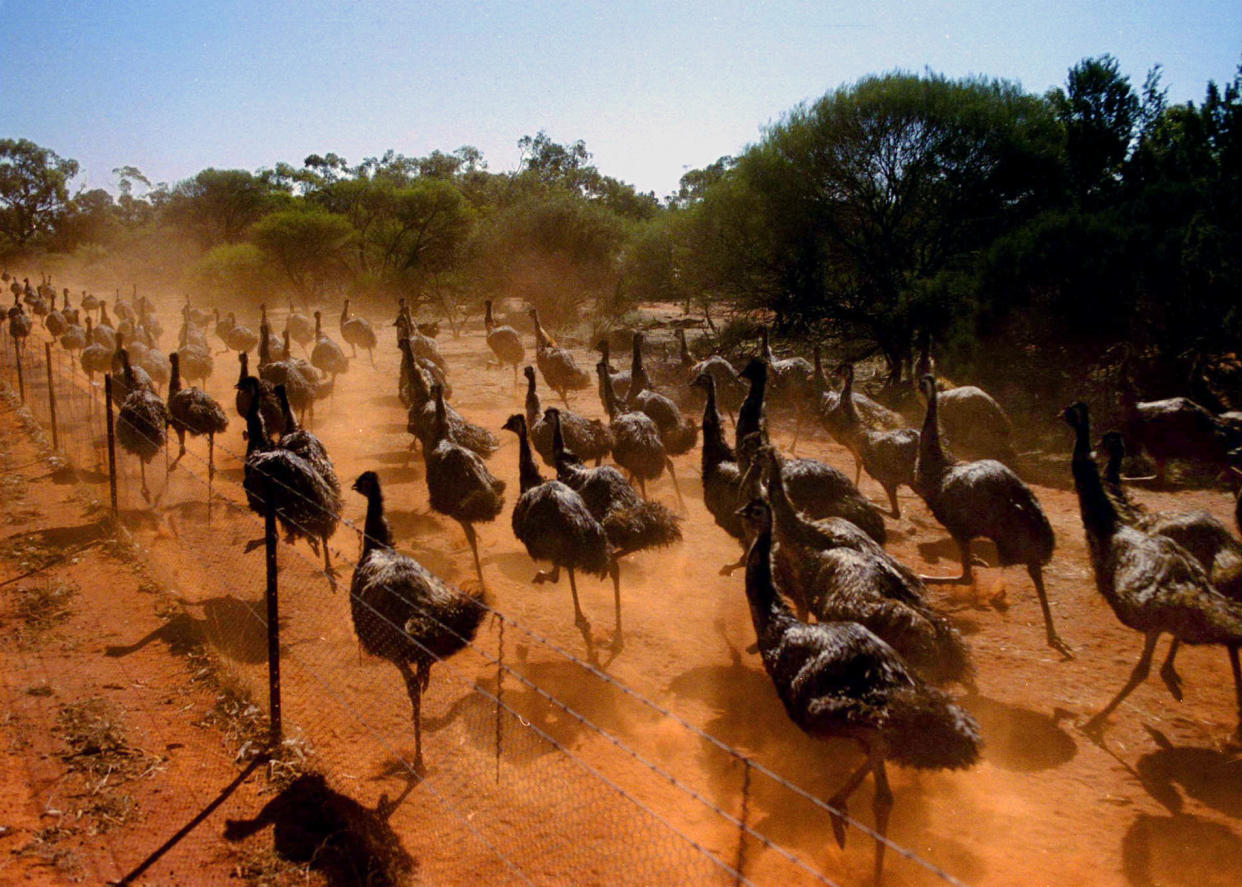 La guerra contra los emúes fue inútil. El ingenio humano sí pudo contenerlos. La imagen muestra cómo hordas de emúes salvajes corren junto a la valla que los mantiene fuera de las tierras de cultivo cerca de la estación Karara en Australia Occidental. (Reuters)